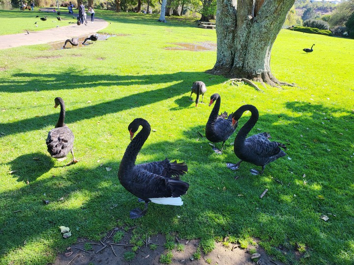 Western Springs Lakeside Park Auckland New Zealand 18/09/21