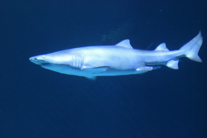 Great White Shark