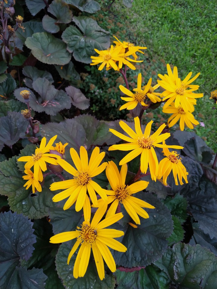 flowers