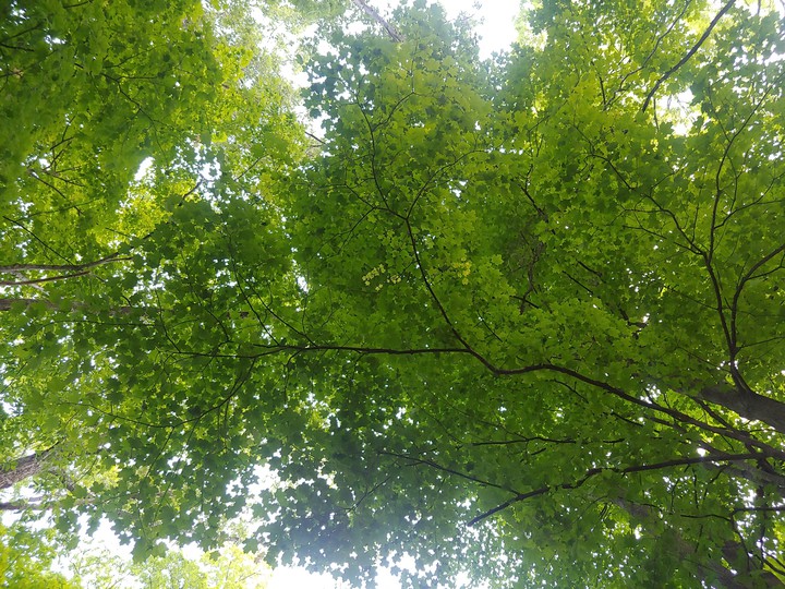 A bugs point of view
