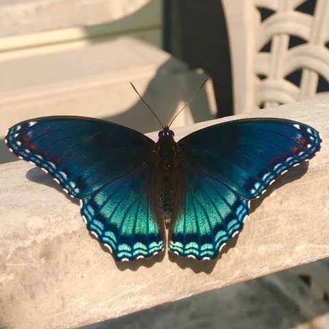 fonds d'écran moth, admirals