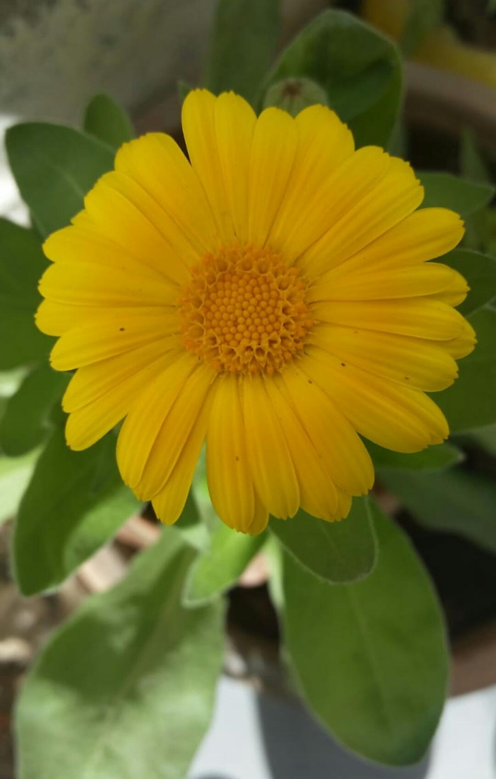 گل اشرفی