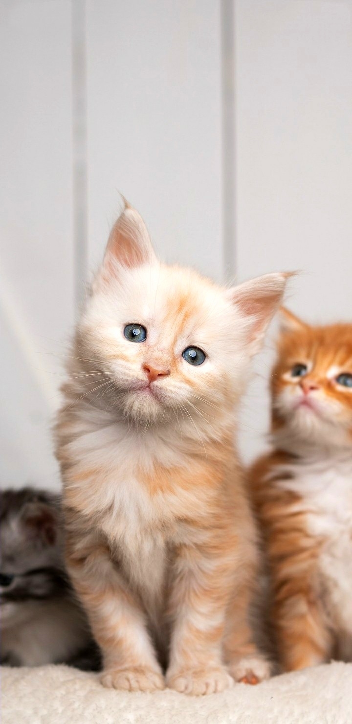 cats