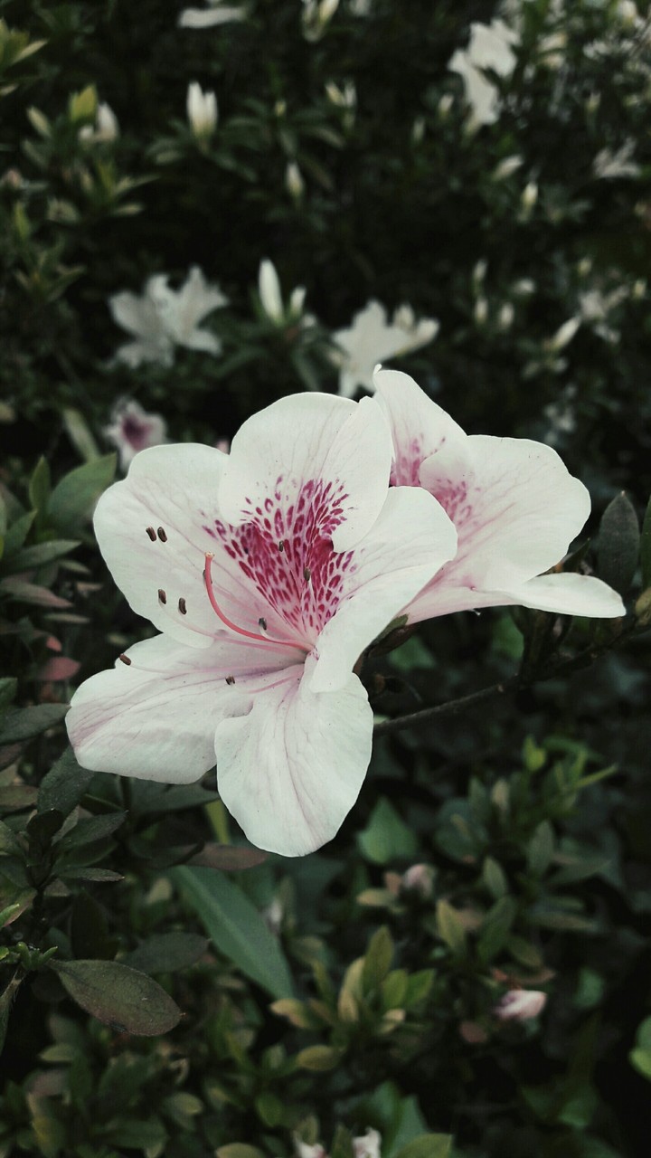 Beautiful flower