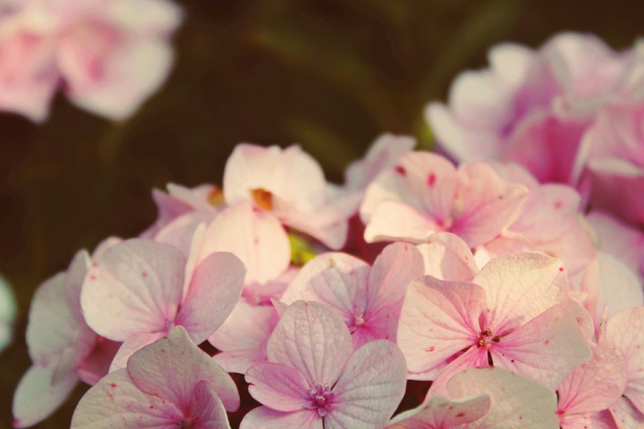 Flower Power