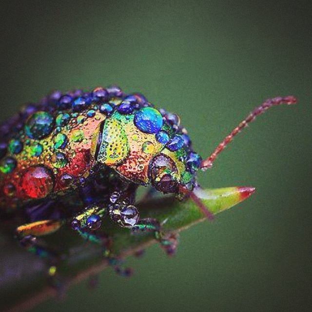 insect close-up