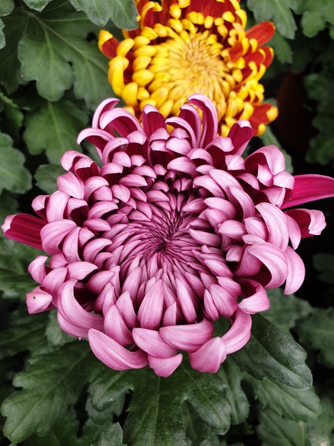 Fleurs