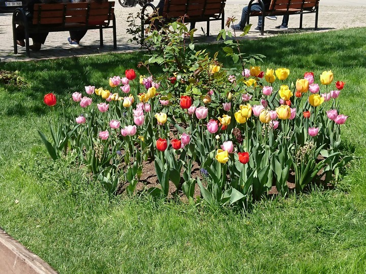 Tulip