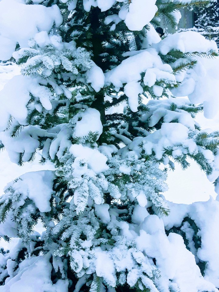 Snowy Kiev