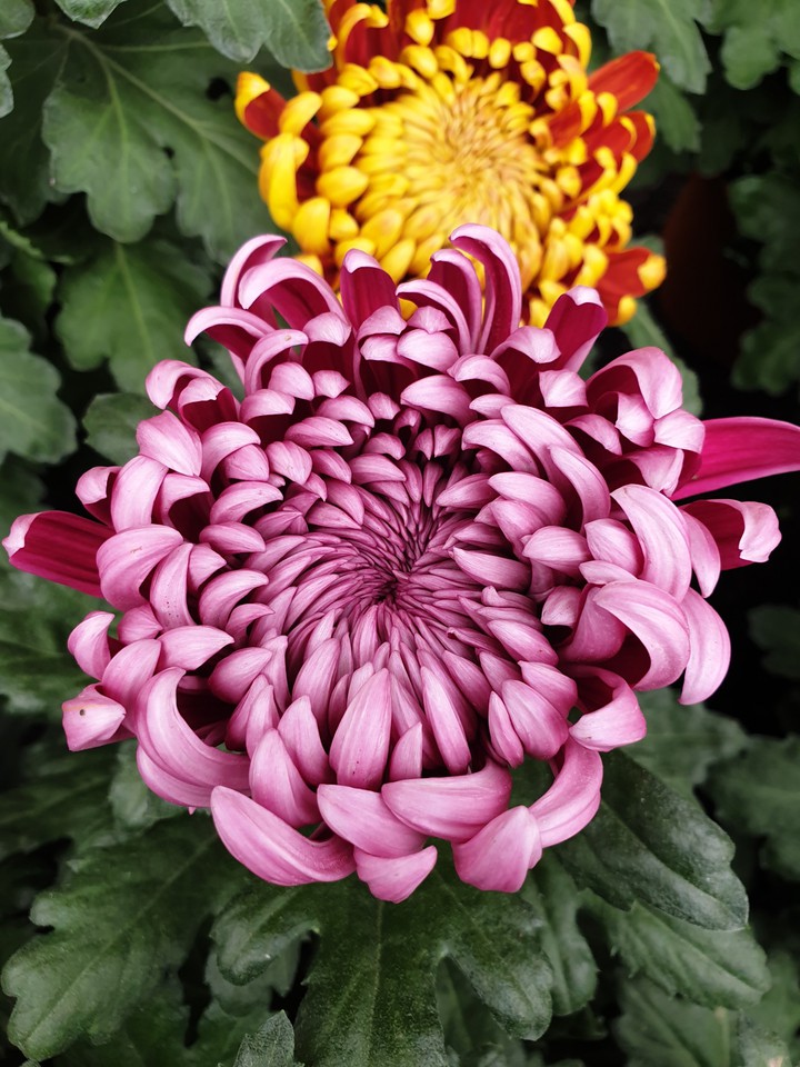 Fleurs
