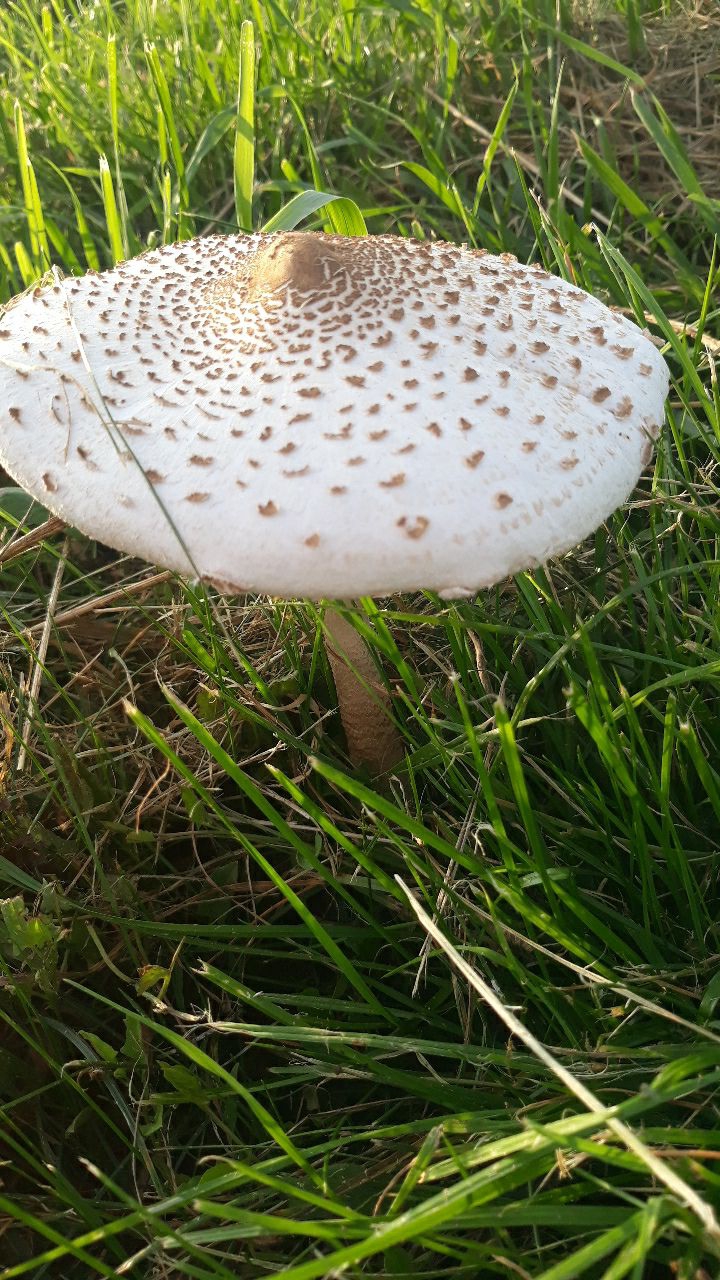nature 2