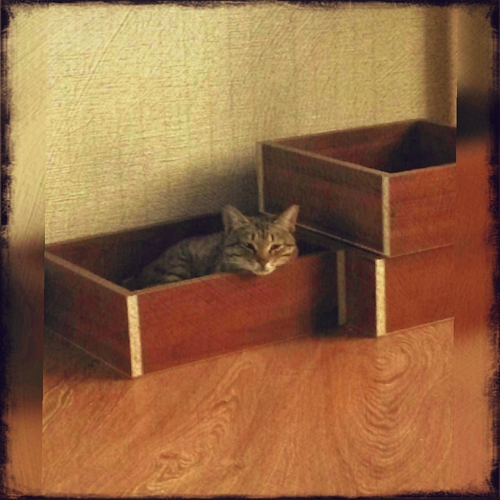 Sleepy cat
