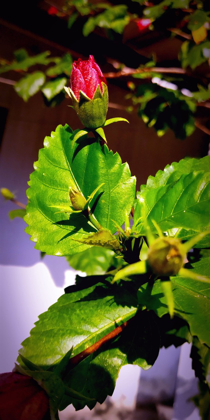 Budding