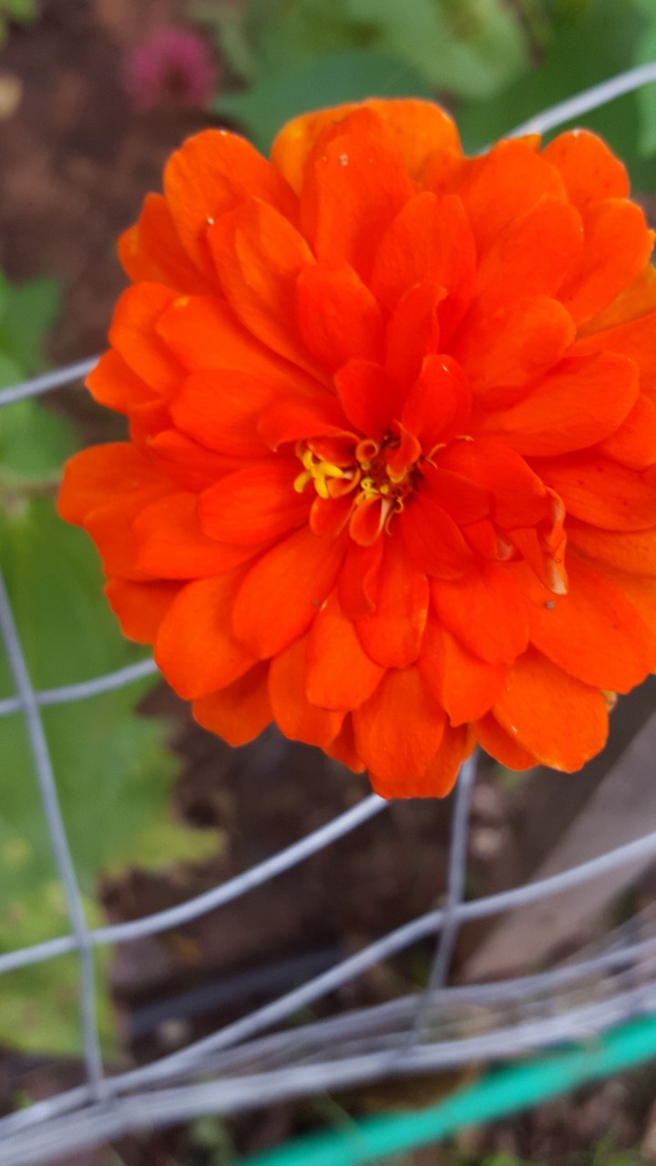 Zinnia
