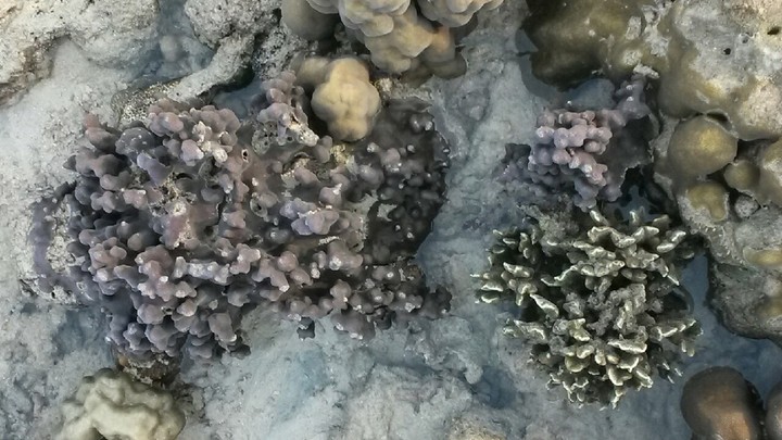 coral