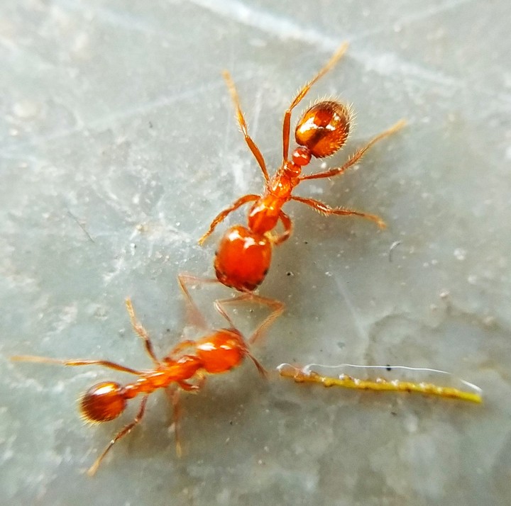 micro photography