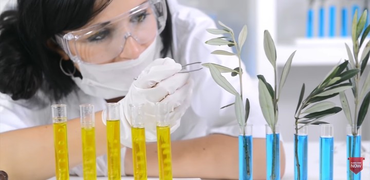 lab