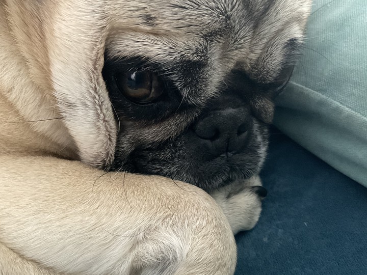 Hund
