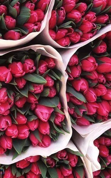 a lot of tulips :)