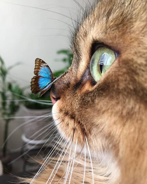 Cat =^_^=