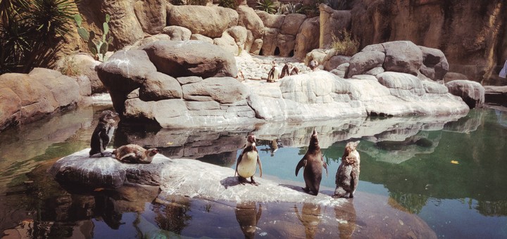 penguin