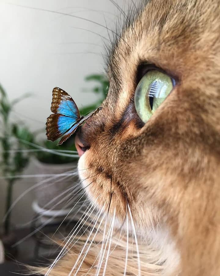 Cat =^_^=