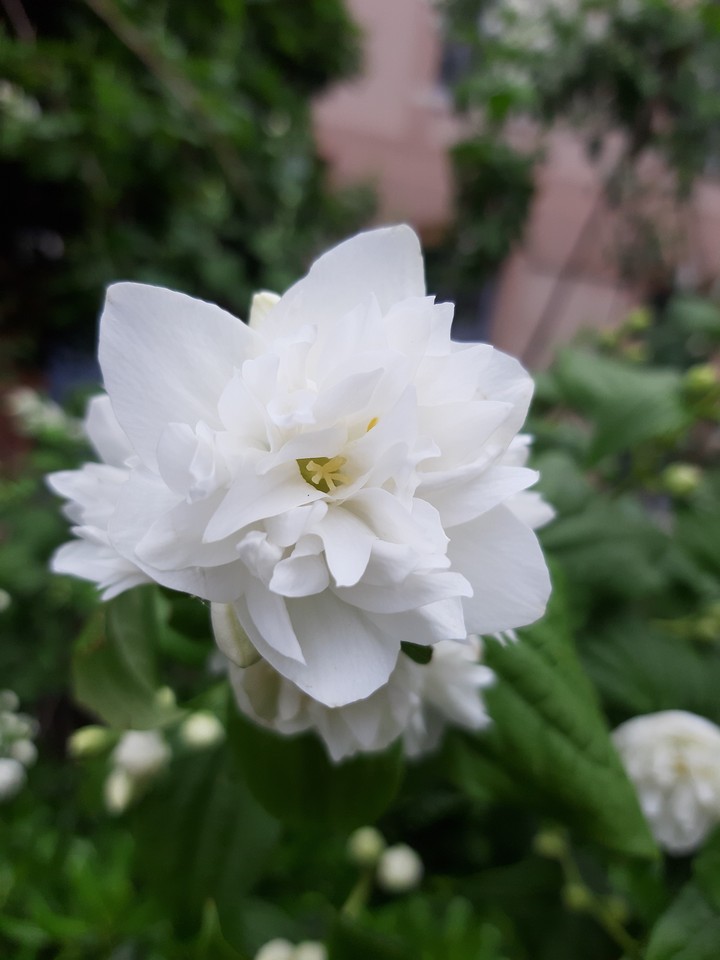 fleur