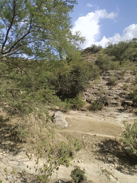tree, bedrock háttérképek