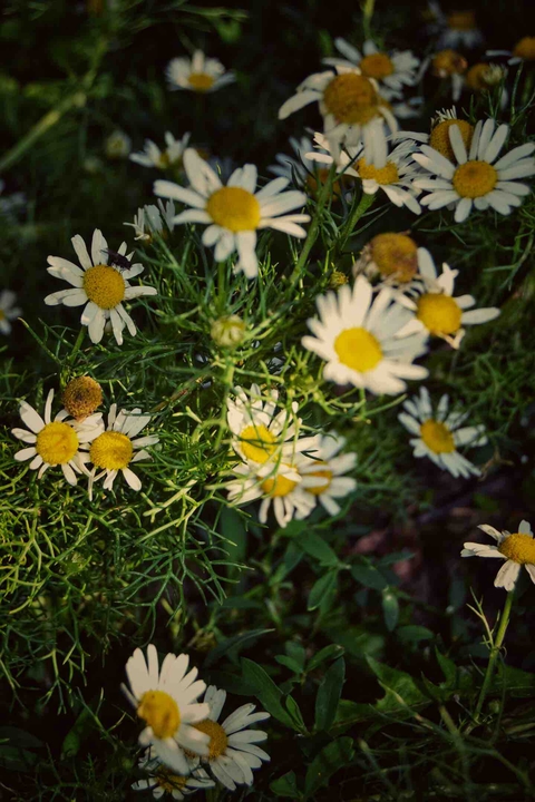 ph