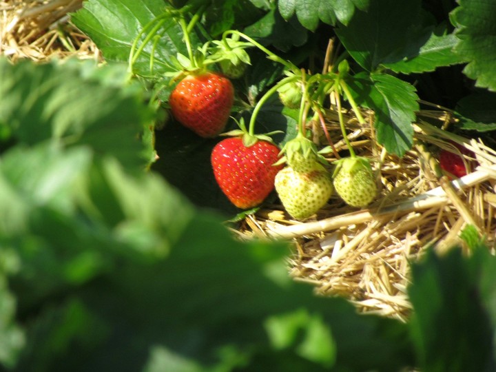 Erdbeeren