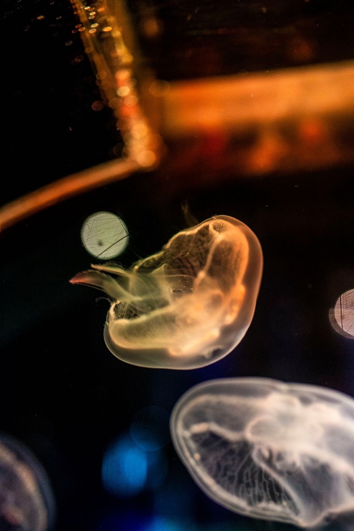 jellyfish