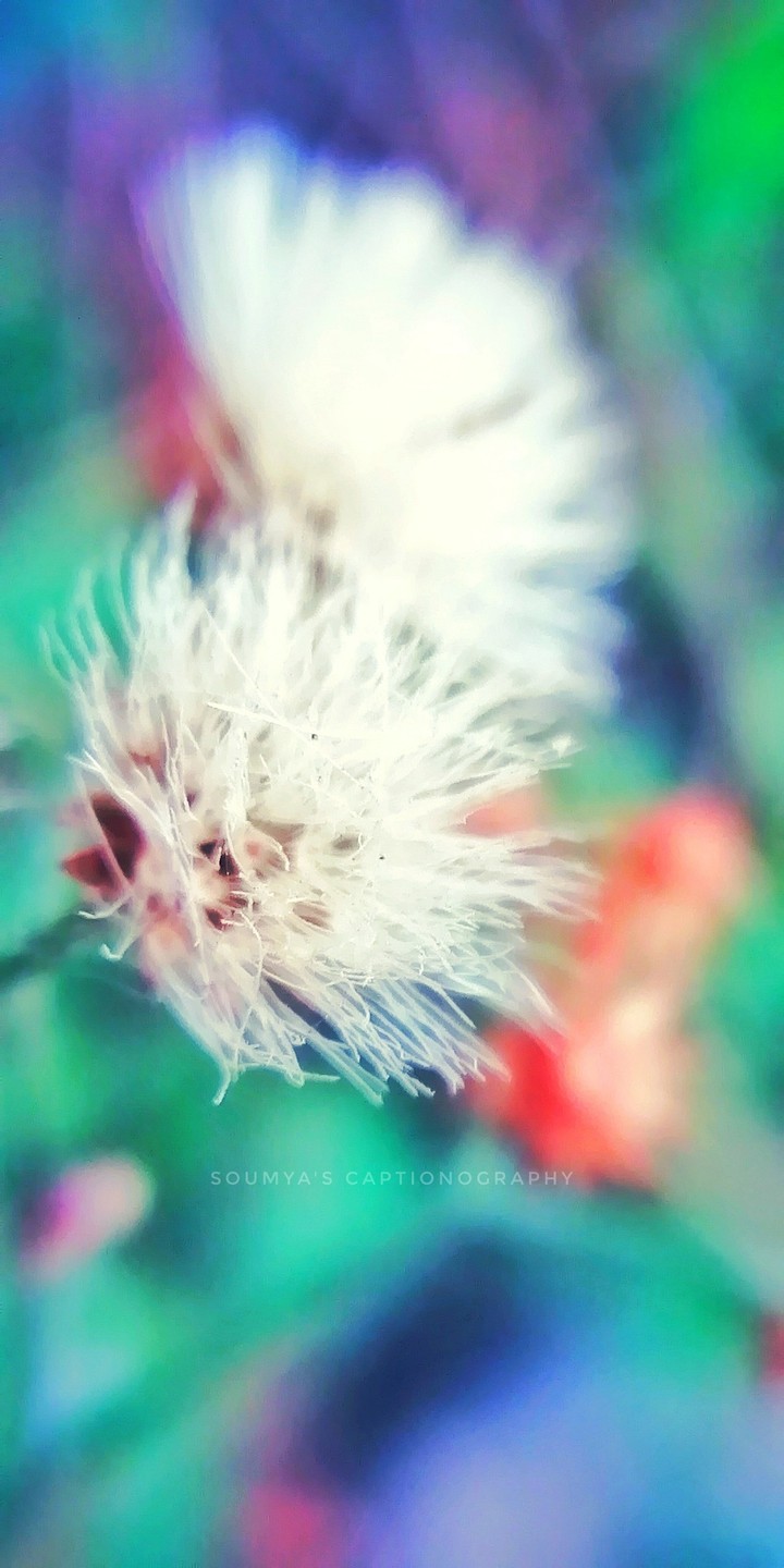 wind flower