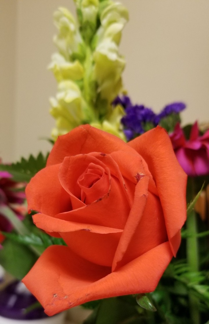 Rose to happiness