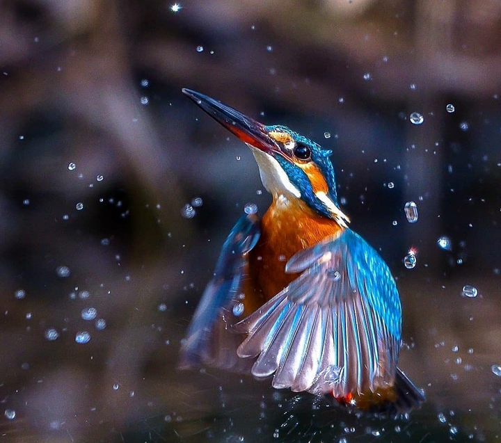 bird