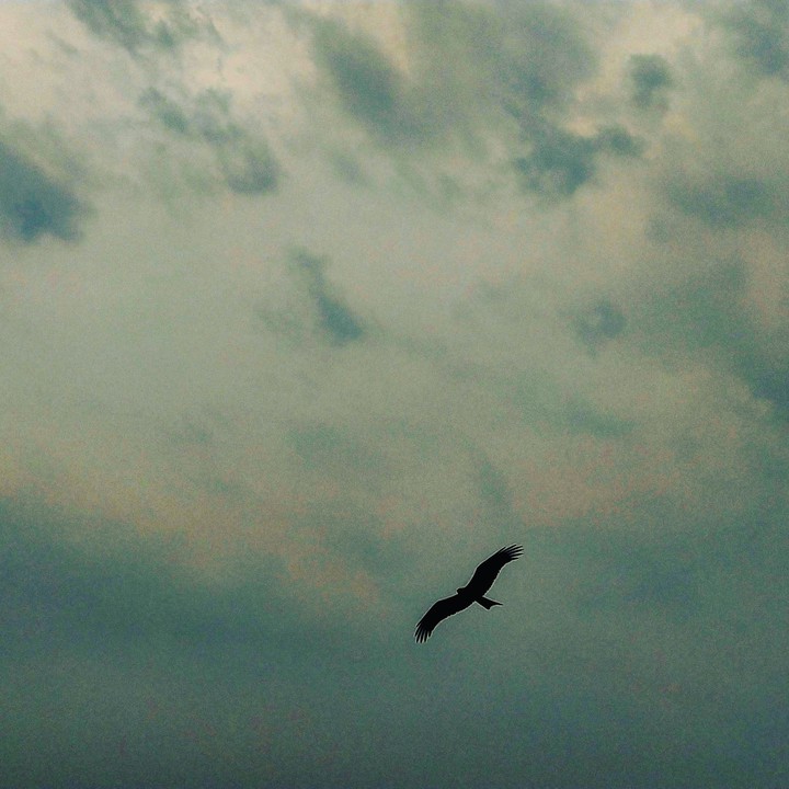 Wings