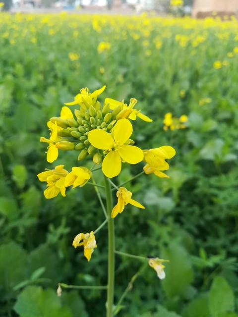 Mustard Flower