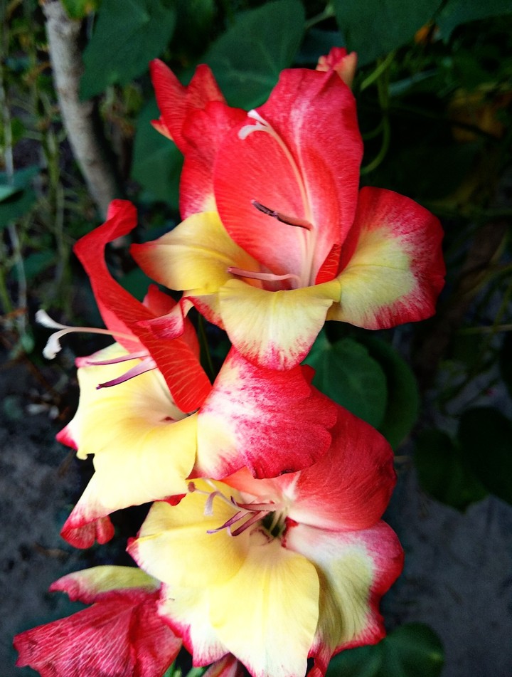 gladiolus