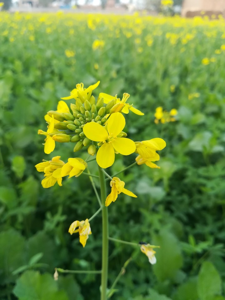 Mustard Flower