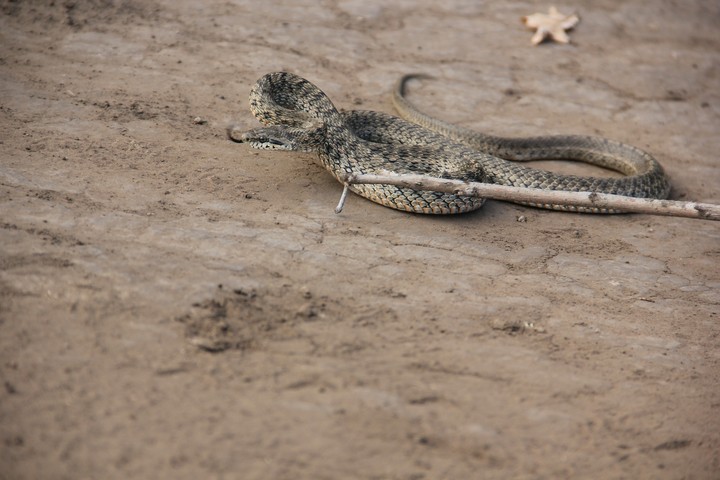 Snake