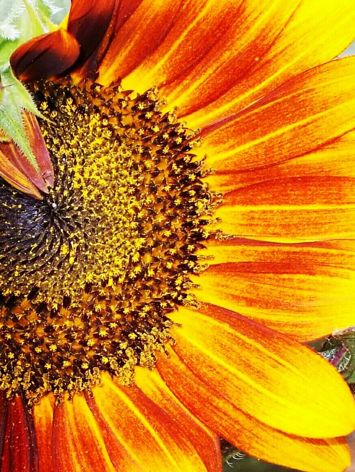 sunflower
