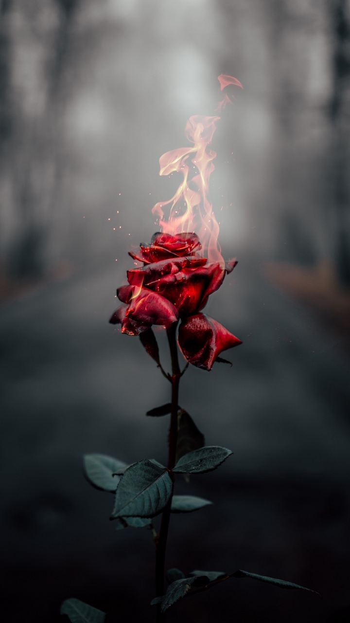 Rose