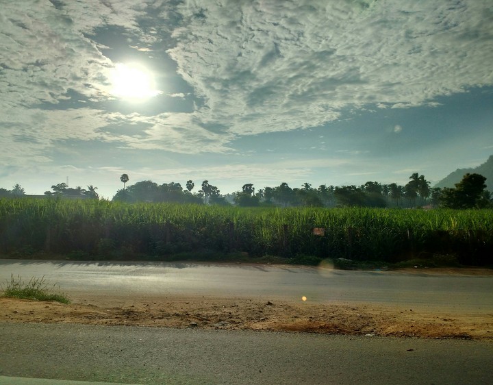 good morning farm!