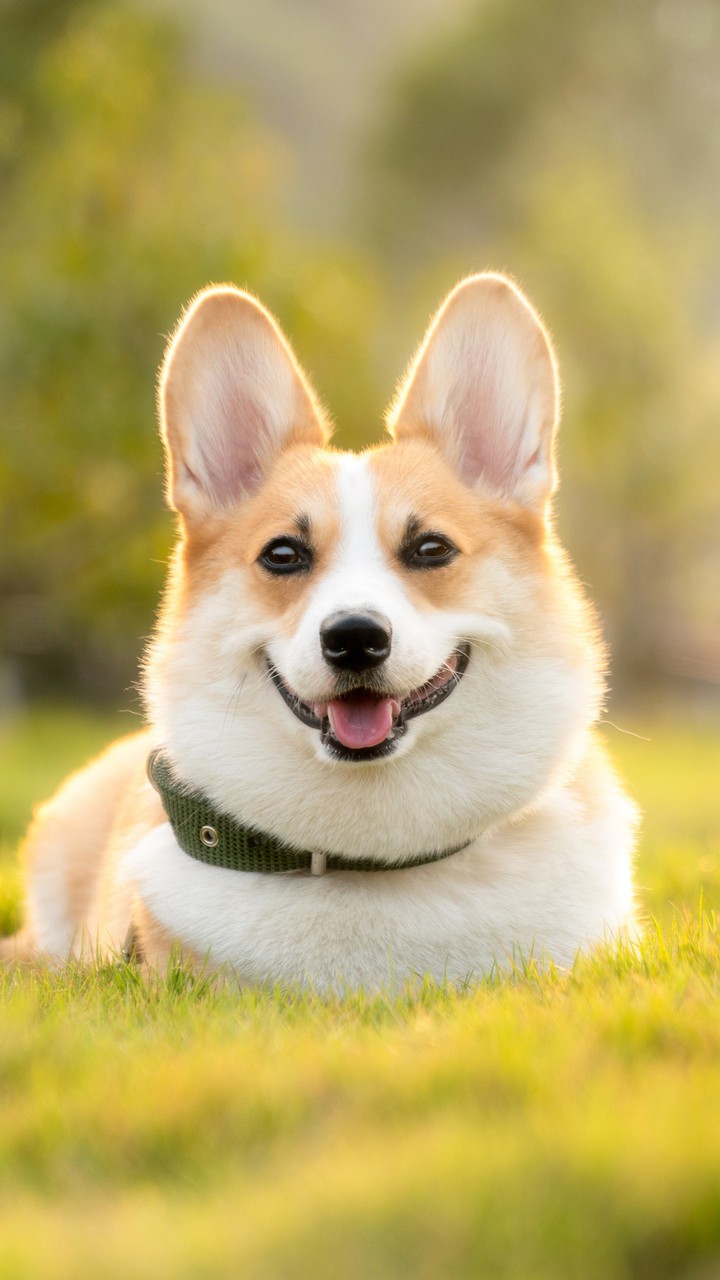 ♥