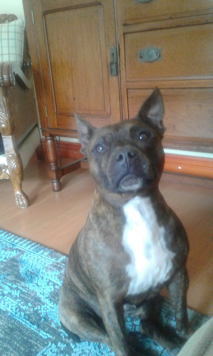 My dog Gabi?
