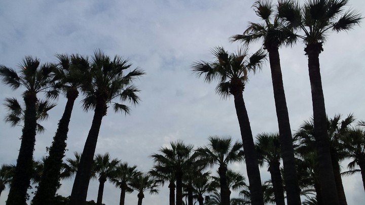 palm_family
