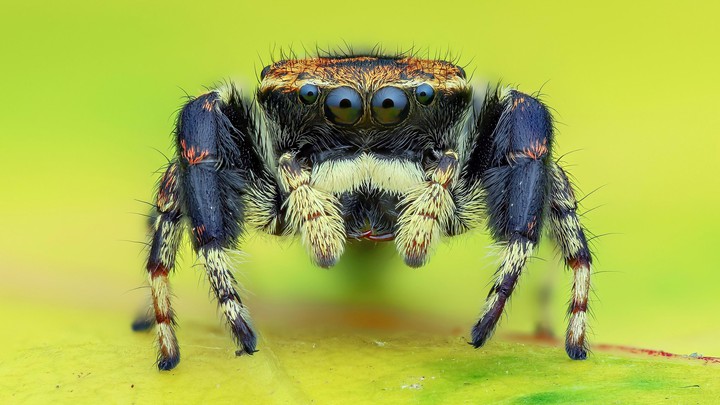 ANIMAL