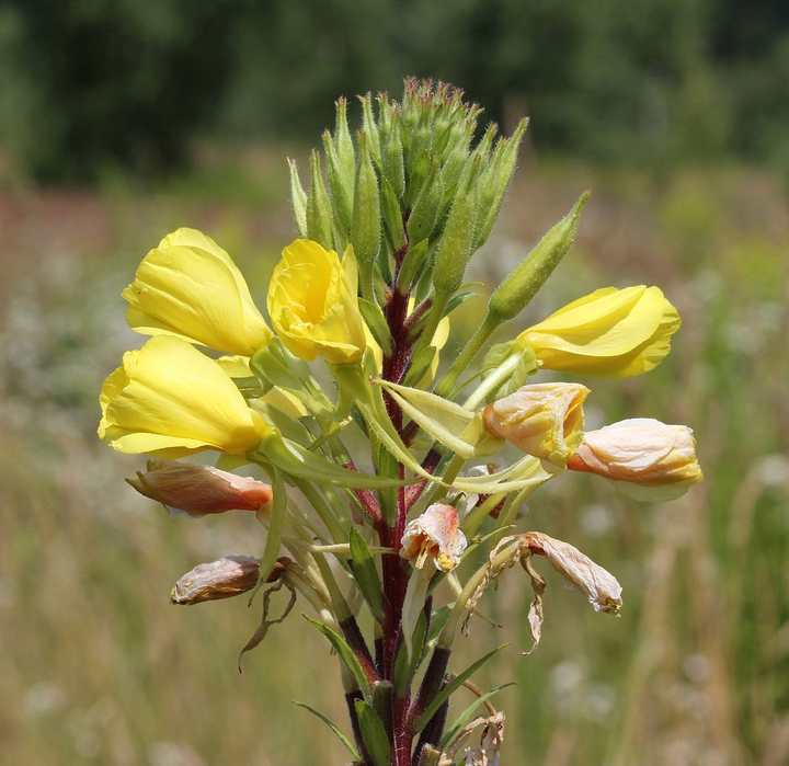 oenothera rubricaulis