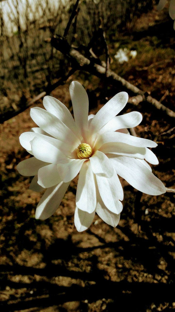 Spring flower