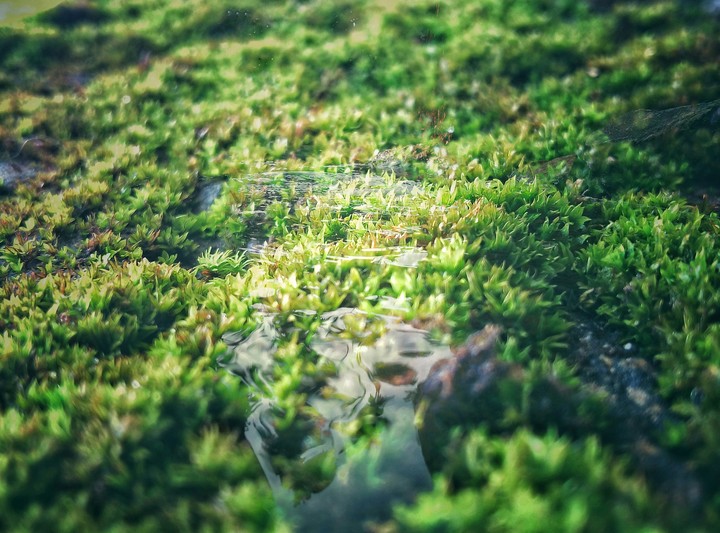 nature