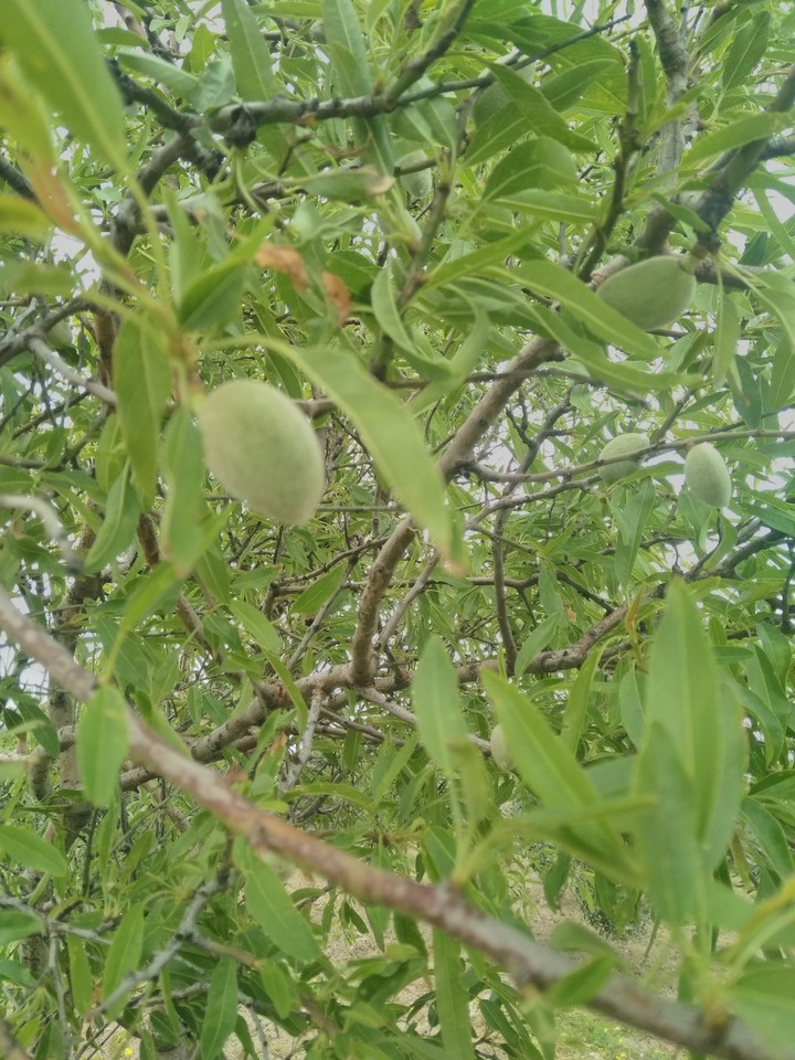 çağla